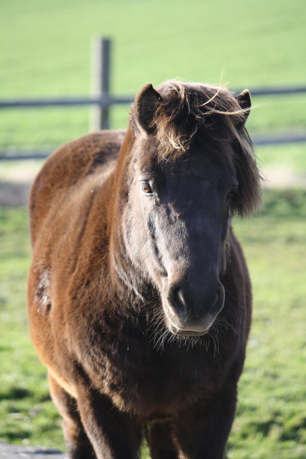 Shetlænder Lise - Foto - Mig billede 1