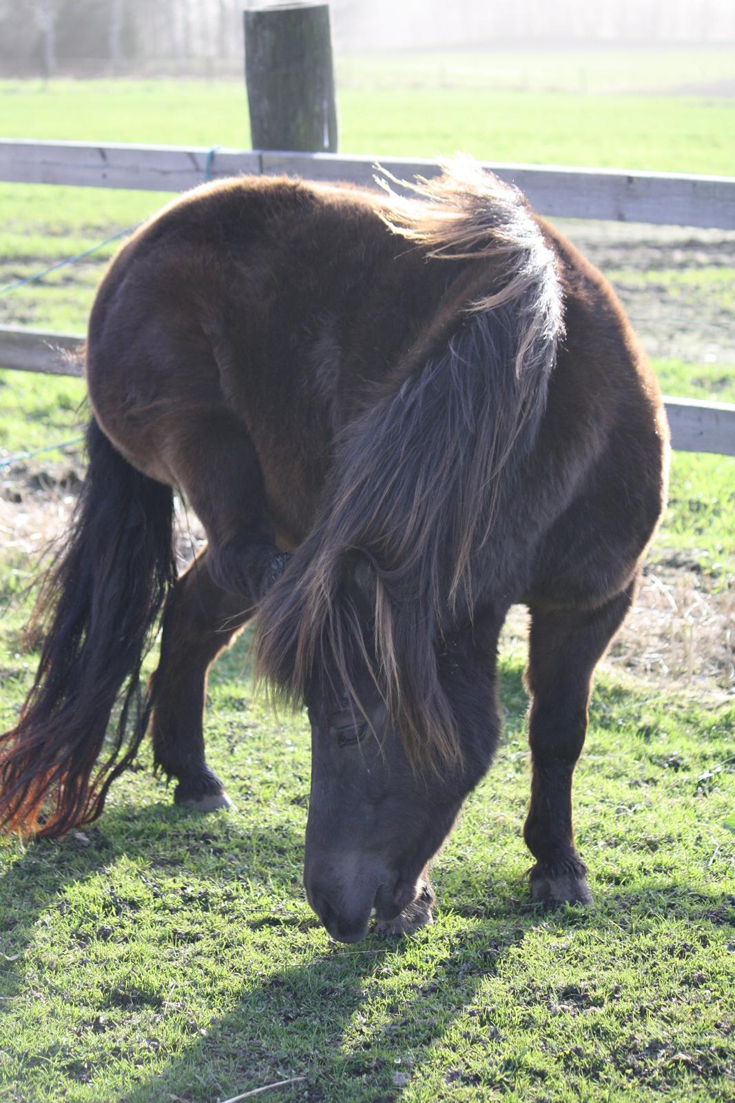 Shetlænder Lise - Foto - Mig billede 19