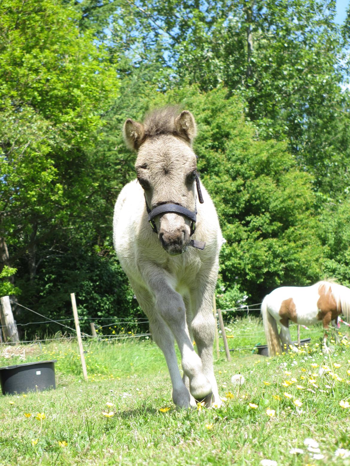 Shetlænder Skovledet Camelot *RIP* - Ude på ballade billede 8