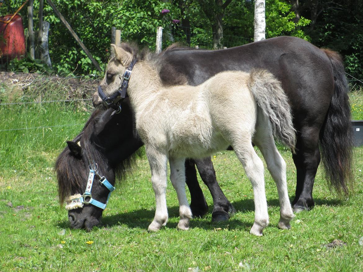 Shetlænder Skovledet Camelot *RIP* - Sammen med mor billede 9