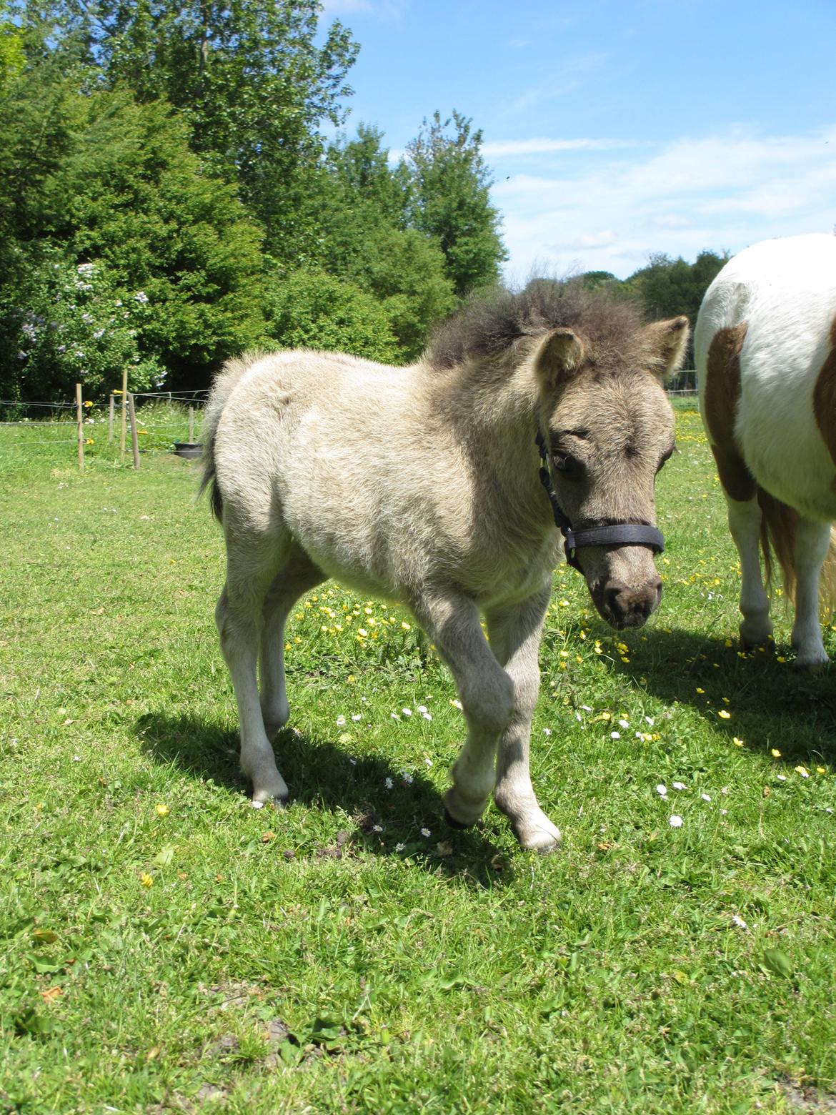 Shetlænder Skovledet Camelot *RIP* - På vej væk i fuld fart :) billede 11