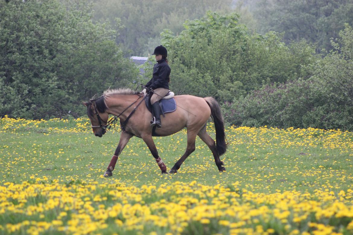 Anden særlig race Milla Fugull - traver af!:) rytteren er Marie  billede 1