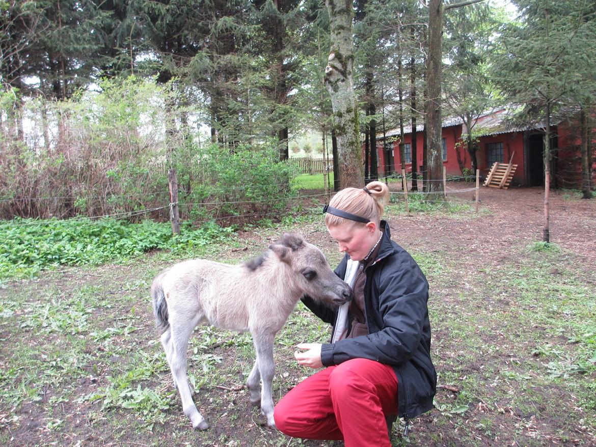 Shetlænder Skovledet Camelot *RIP* - Kælegris :D billede 6