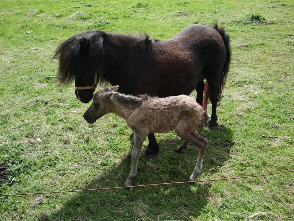 Shetlænder Skovledet Camelot *RIP* - Helt nyfødt  billede 2