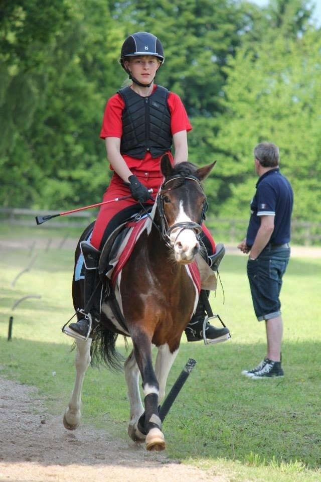 Pinto Svalegårdens Amalie billede 11