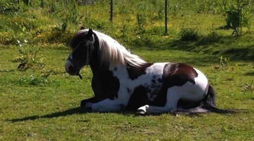 Pinto Svalegårdens Amalie billede 12