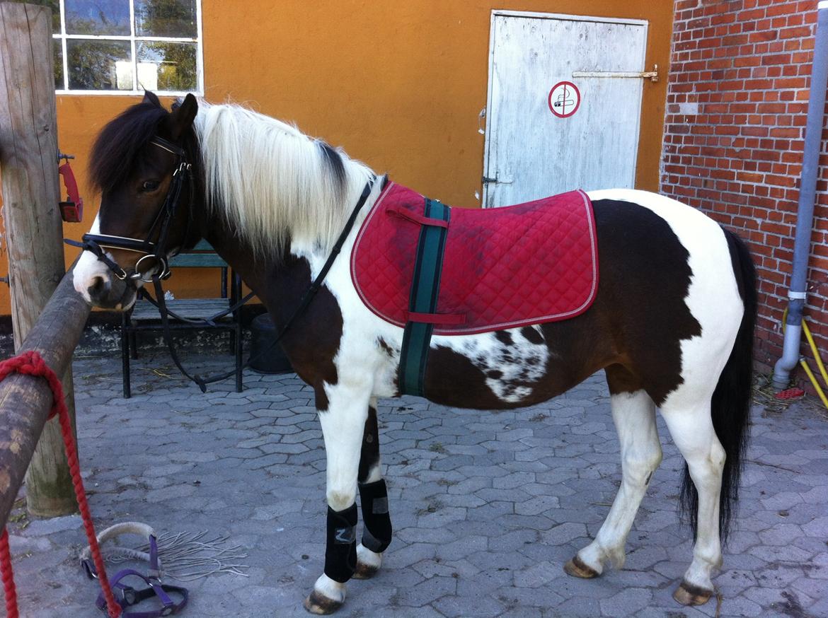 Pinto Svalegårdens Amalie billede 13