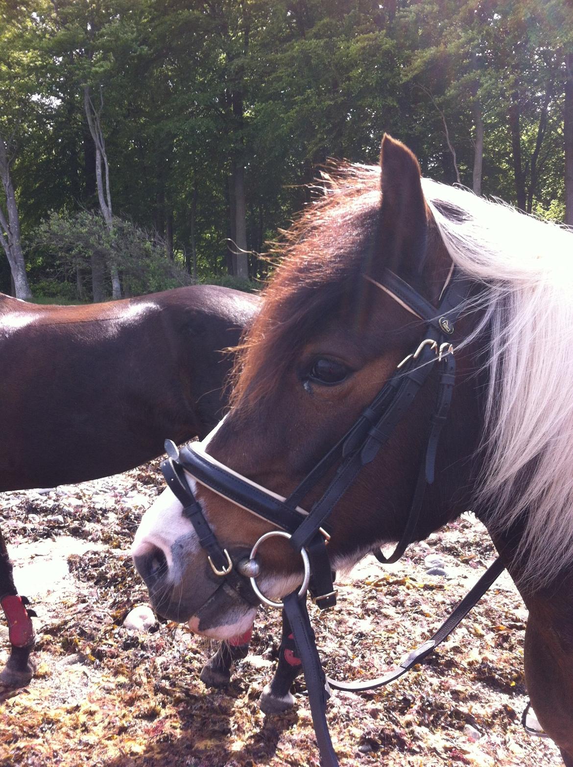 Pinto Svalegårdens Amalie billede 15