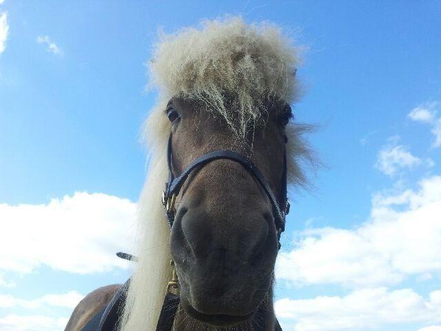 Islænder Así - Du kan tro man kan se sød ud. c: billede 3