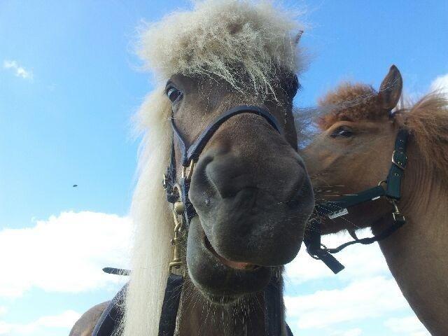 Islænder Así - Pæææn. <3 billede 8