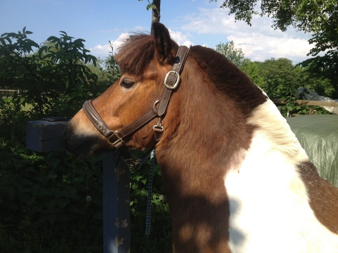 Anden særlig race Valde af ebbedal m billede 11