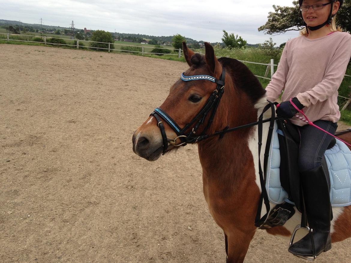 Anden særlig race Valde af ebbedal m billede 12