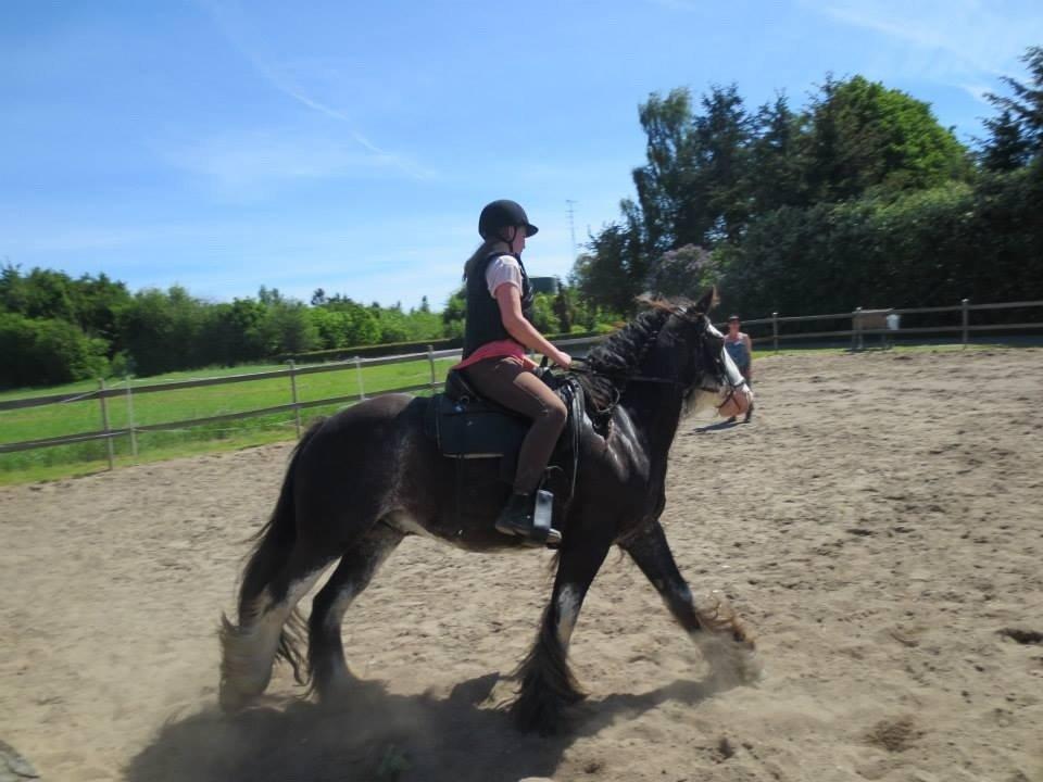 Irish Cob Næbbets Baldrian - Ude og springe!:D billede 16