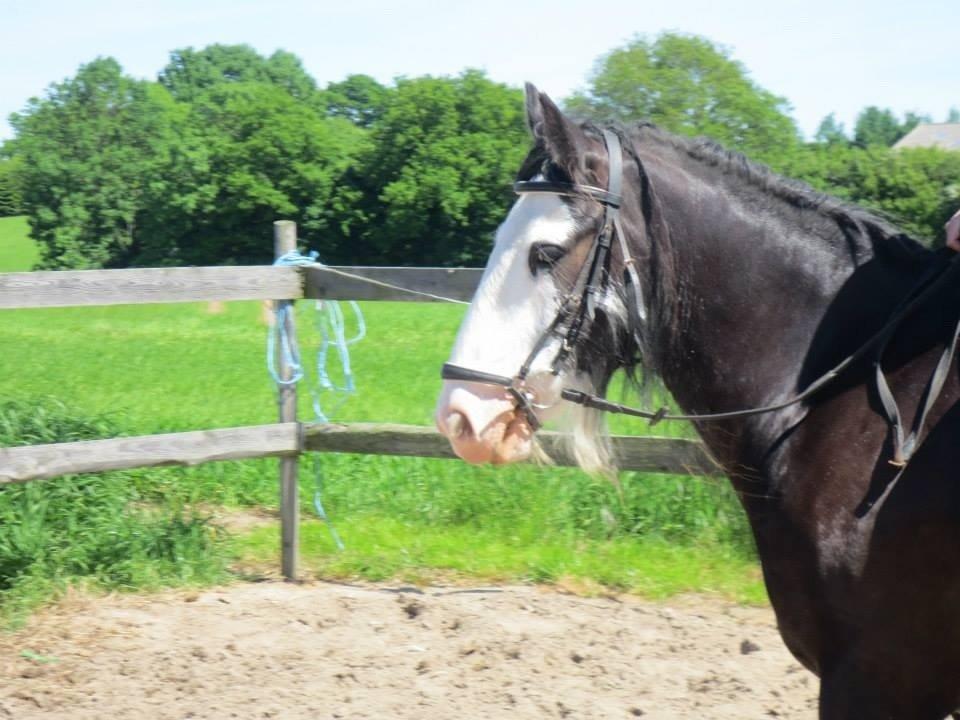 Irish Cob Næbbets Baldrian billede 17