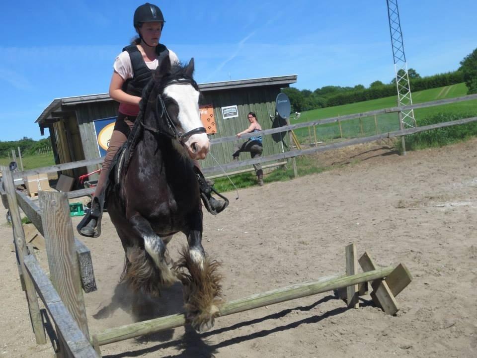Irish Cob Næbbets Baldrian - et lille hop billede<3 billede 18
