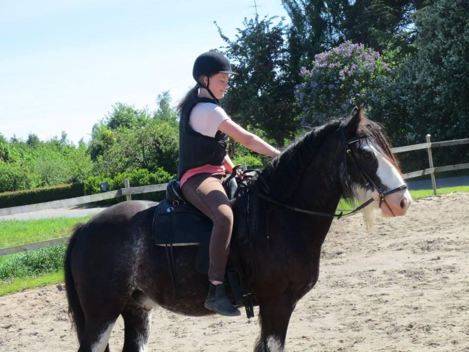 Irish Cob Næbbets Baldrian billede 20
