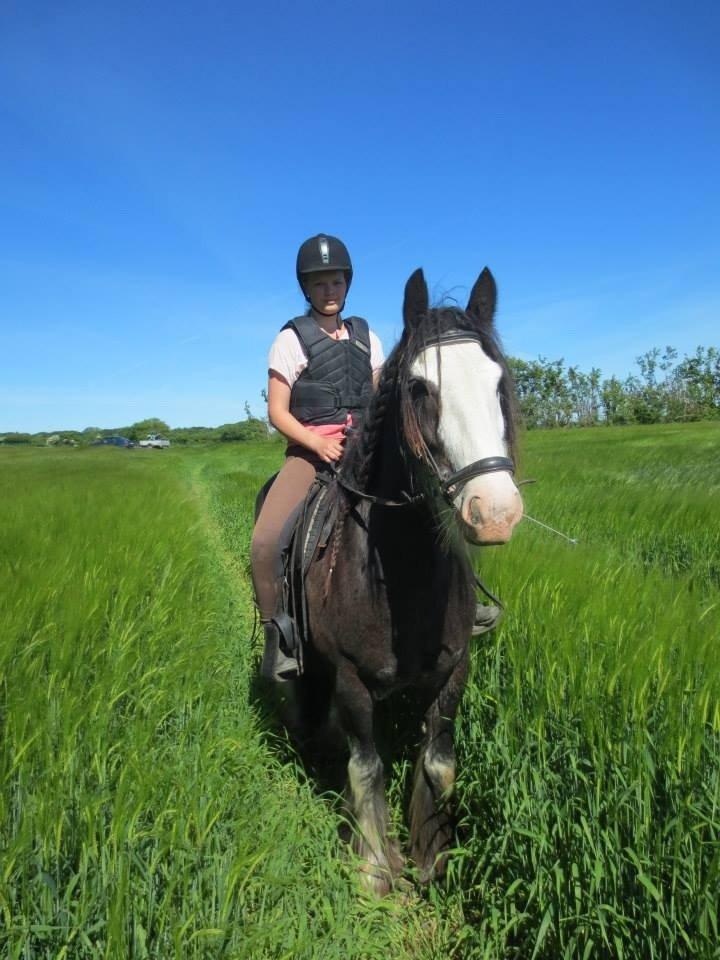 Irish Cob Næbbets Baldrian billede 19