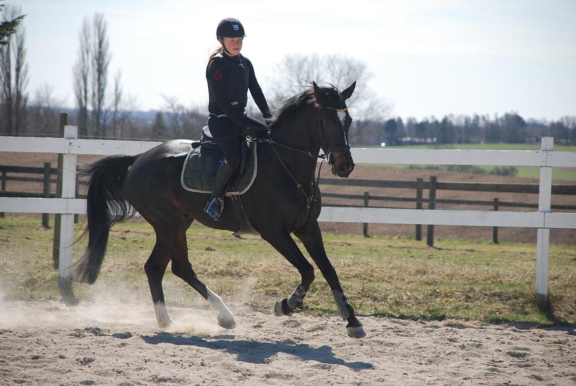 Württemberger Nashville R.I.P 24.10.2013 - velkommen til Nashville's profil<3 billede 1