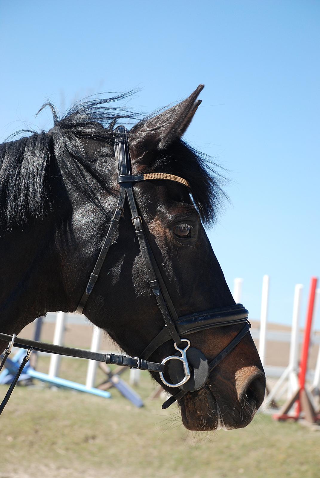 Württemberger Nashville R.I.P 24.10.2013 billede 2