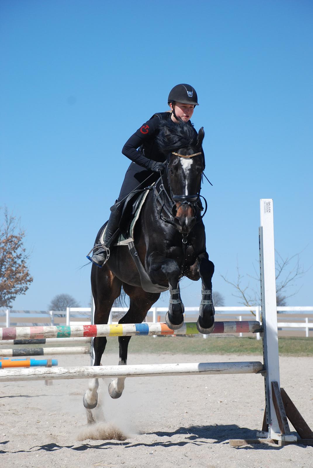 Württemberger Nashville R.I.P 24.10.2013 billede 3