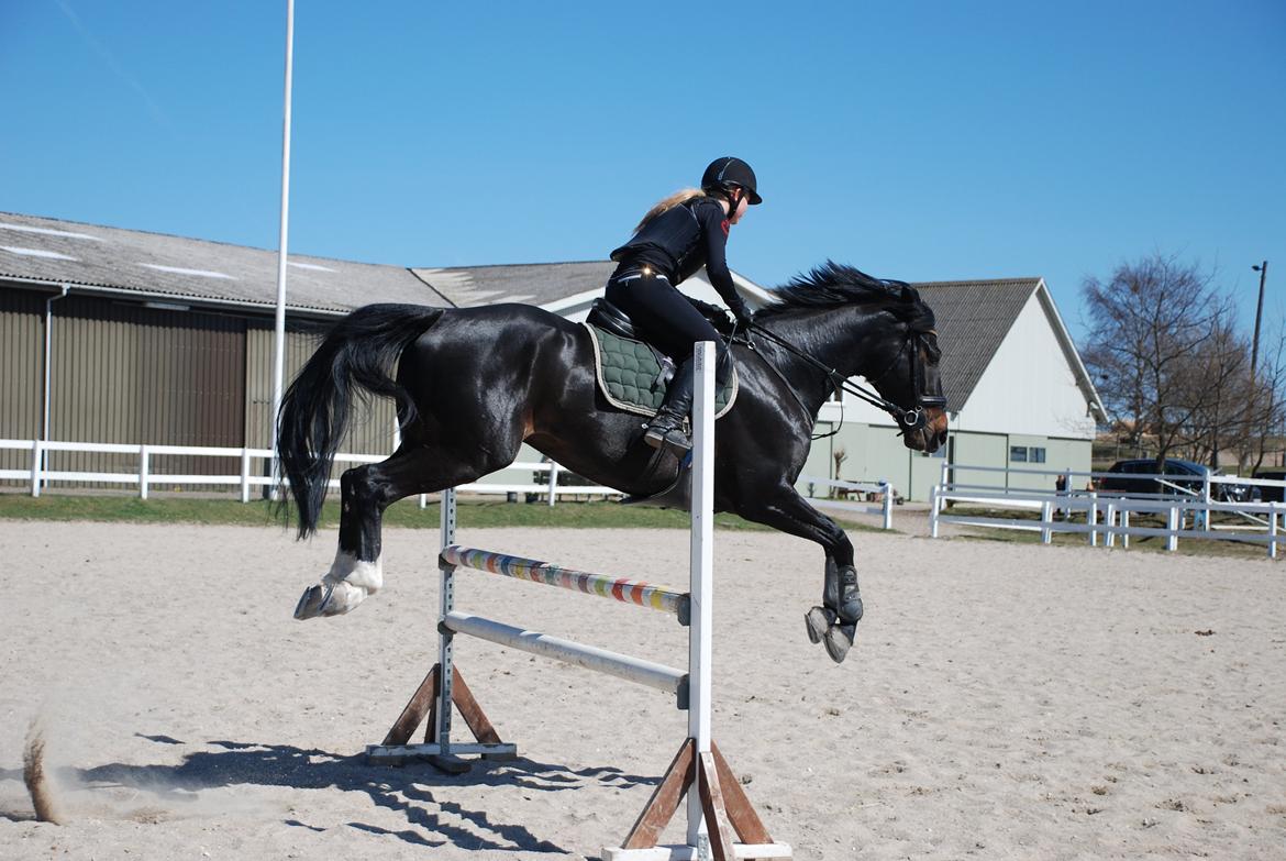 Württemberger Nashville R.I.P 24.10.2013 billede 4