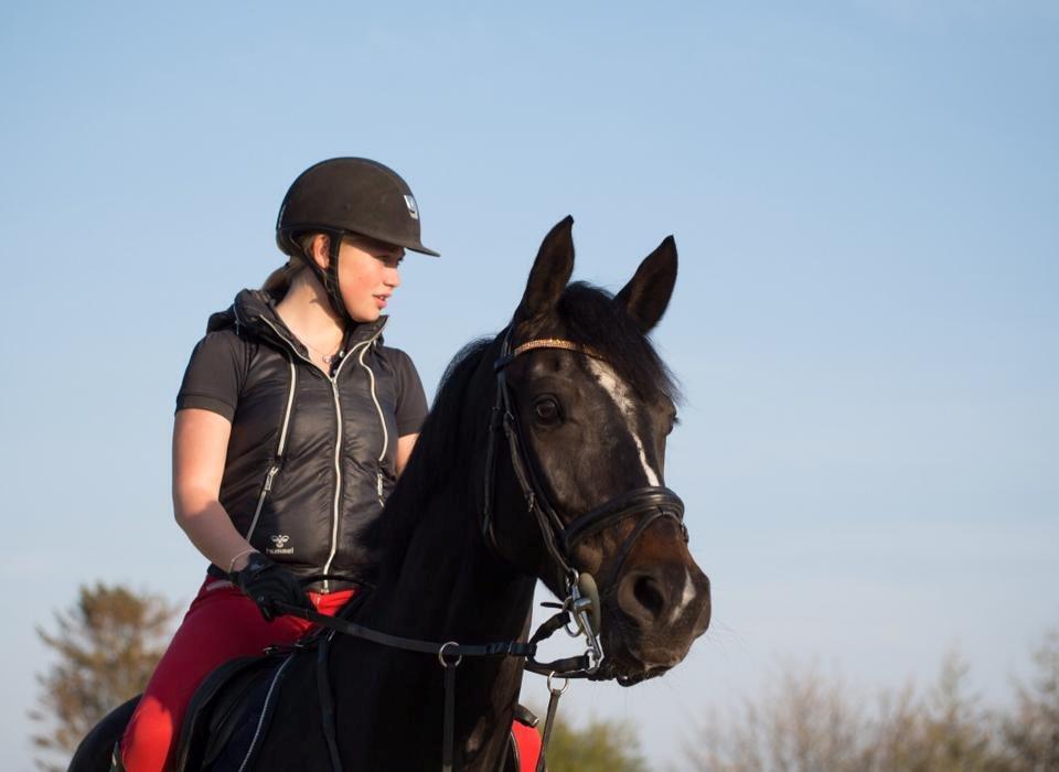 Württemberger Nashville R.I.P 24.10.2013 billede 5