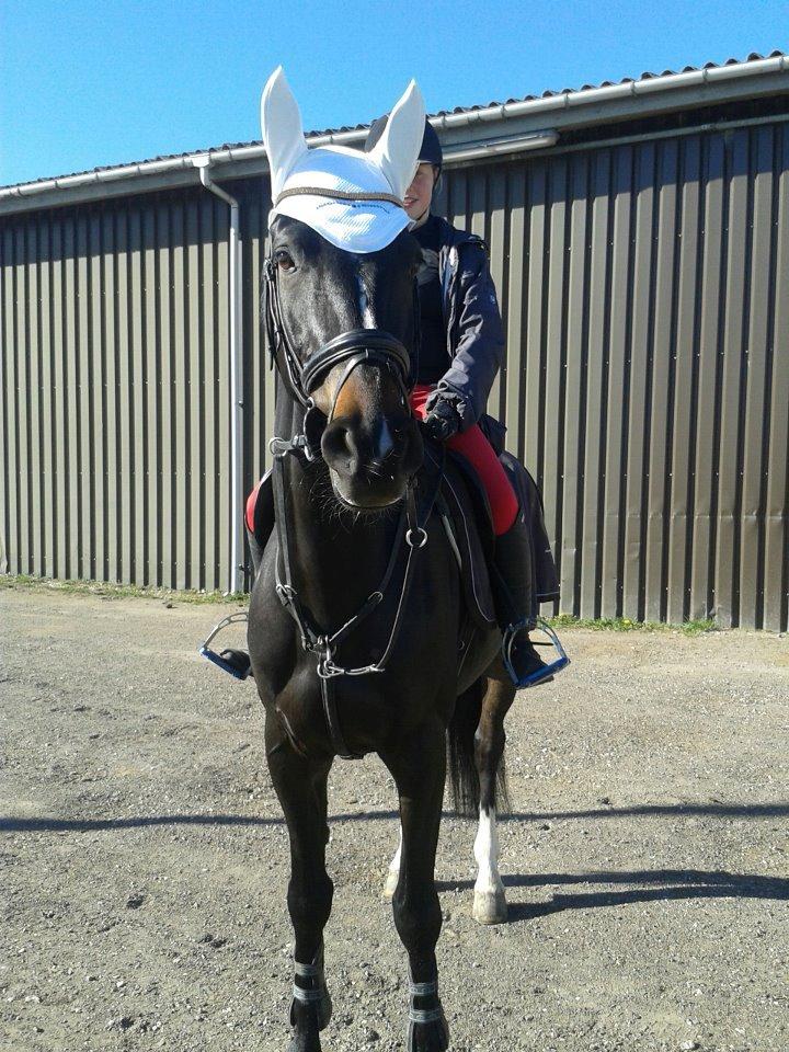 Württemberger Nashville R.I.P 24.10.2013 billede 7