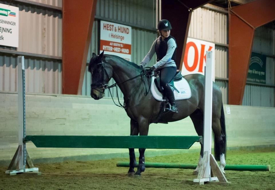 Württemberger Nashville R.I.P 24.10.2013 billede 9