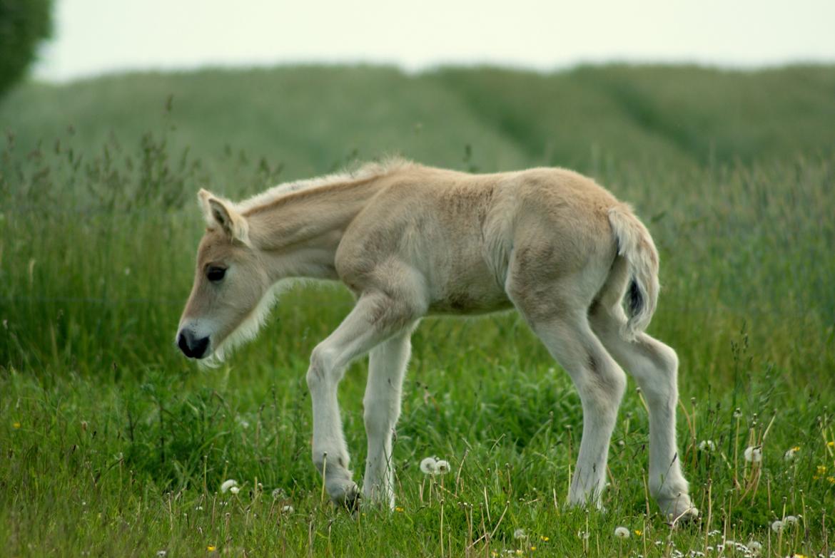 Fjordhest Klostermarkens Huxi billede 8