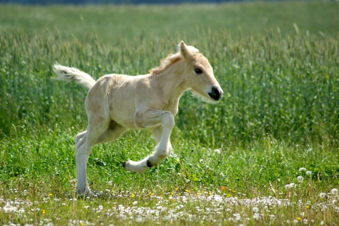 Fjordhest Klostermarkens Huxi billede 10