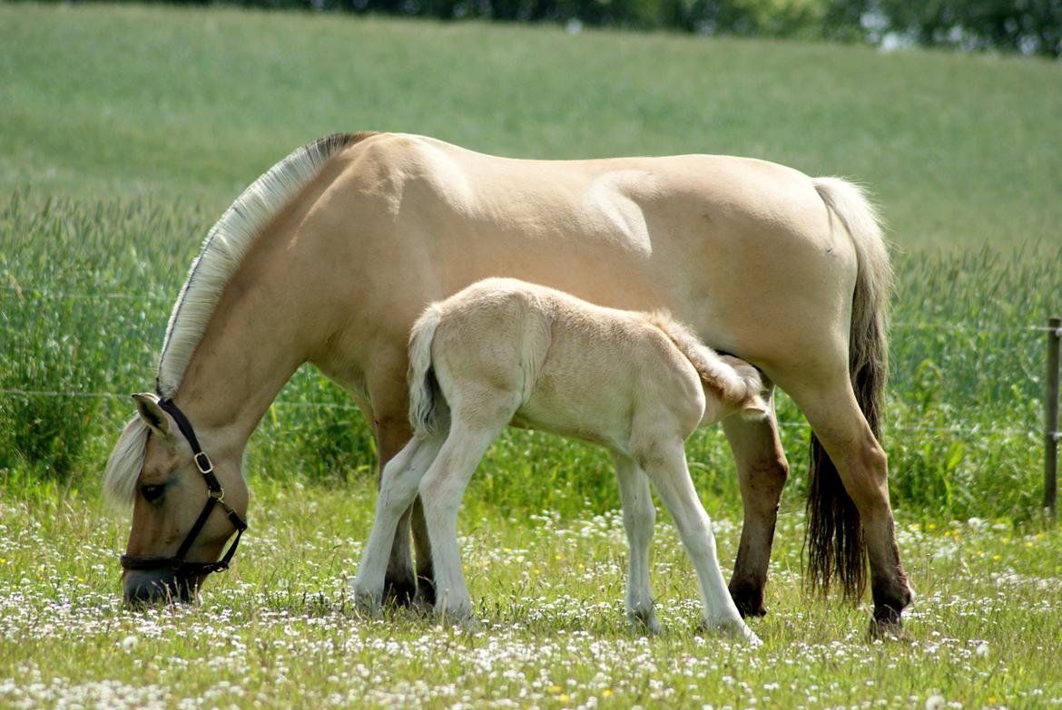 Fjordhest Klostermarkens Huxi billede 4