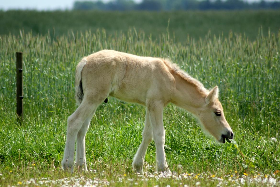 Fjordhest Klostermarkens Huxi billede 11