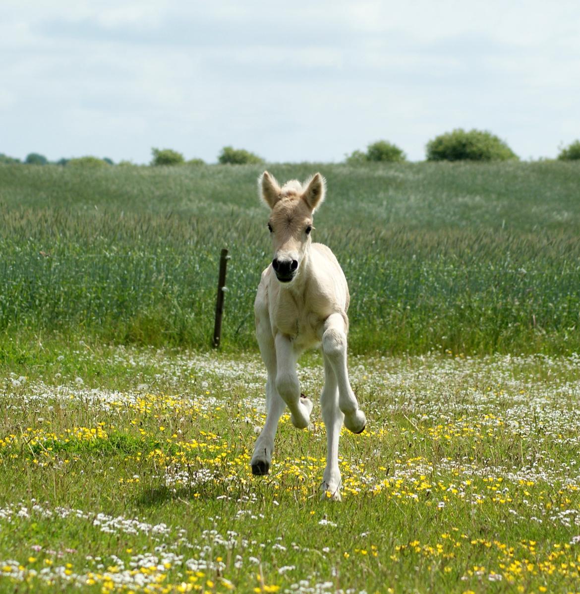Fjordhest Klostermarkens Huxi billede 12