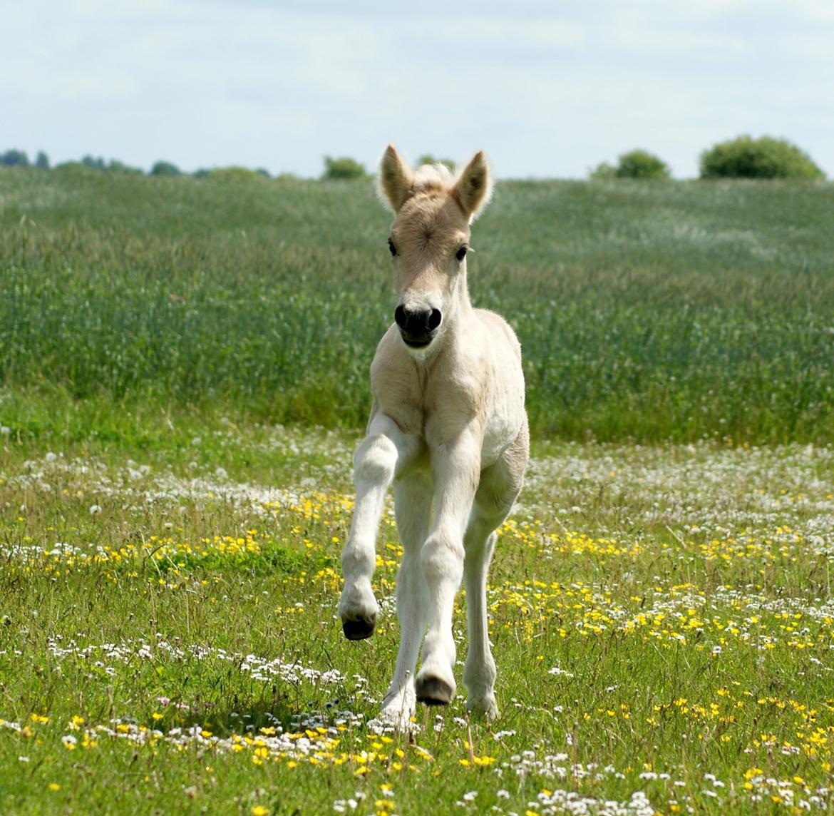 Fjordhest Klostermarkens Huxi billede 3