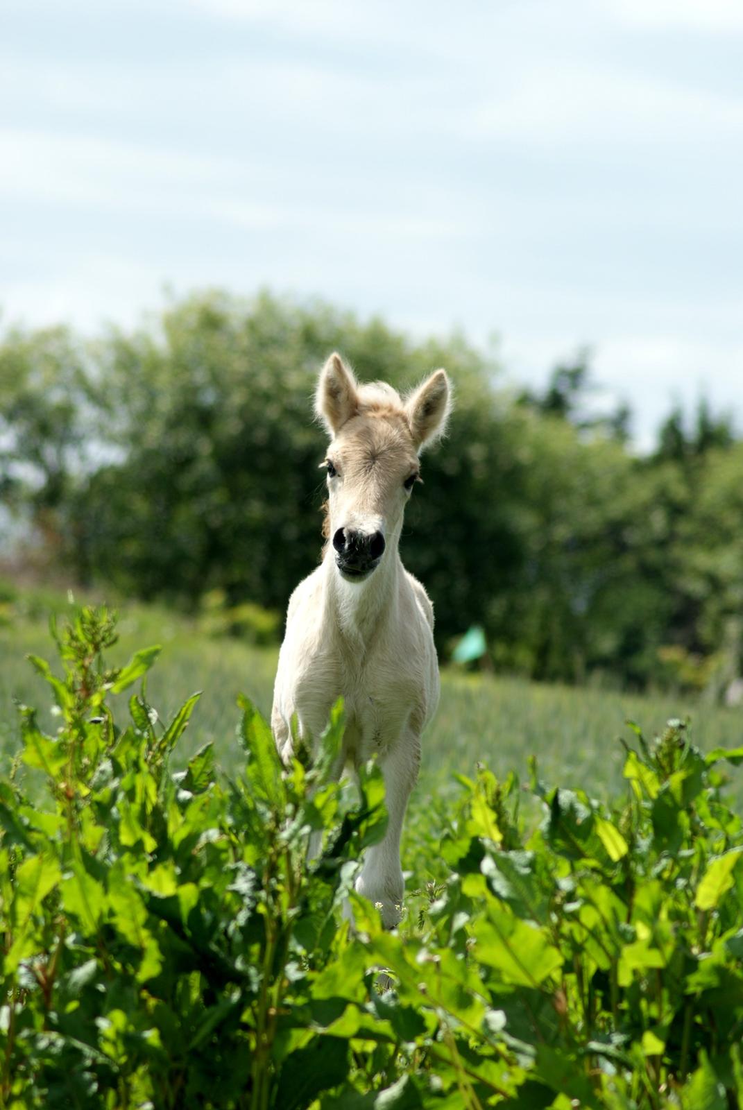 Fjordhest Klostermarkens Huxi billede 7