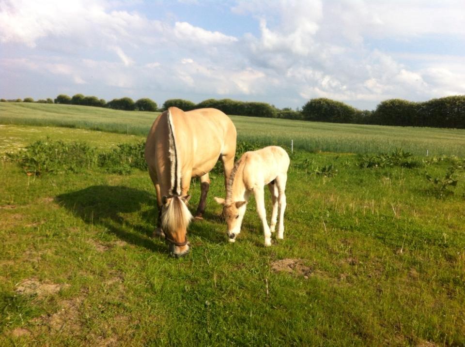 Fjordhest Klostermarkens Huxi - Iphone billede - deraf kvaliteten. billede 14