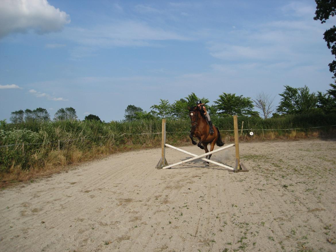 Dansk Varmblod Lorantus - Hopper glad hen over et lille kryds der hjemme 2012 ;) billede 10