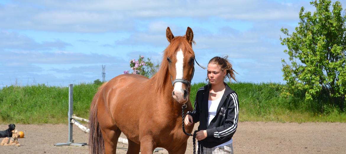 Anden særlig race Havens Astian billede 4