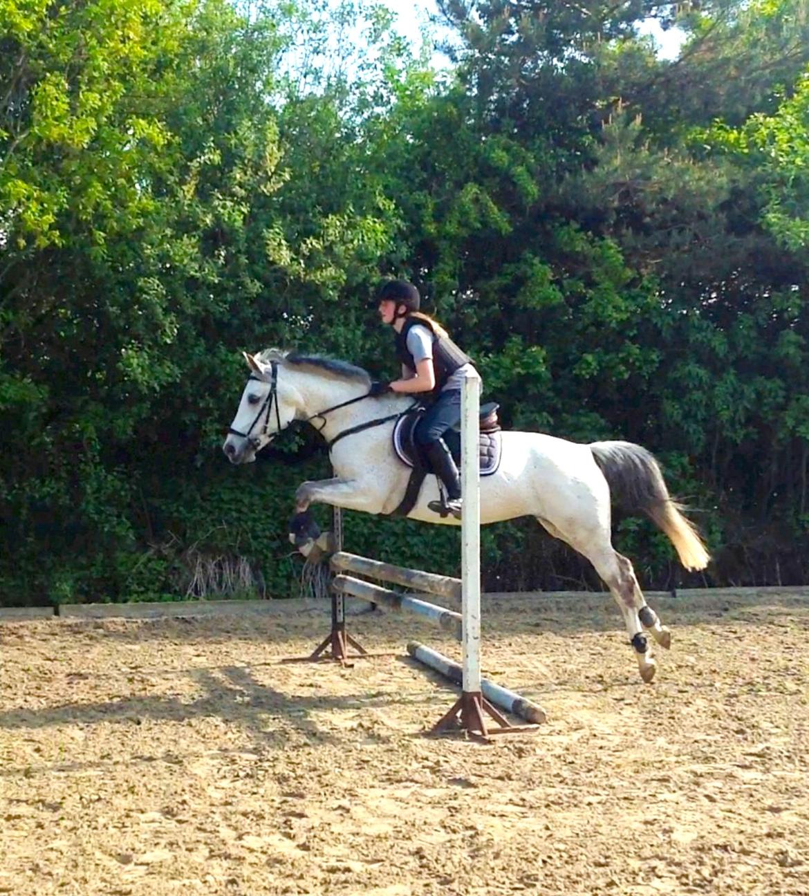 Sportsaraber (A) Miss Light billede 2