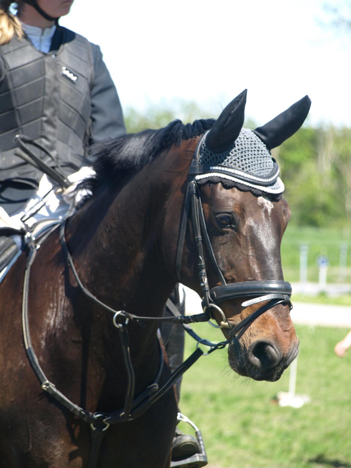 Holstener Galant - Velkommen til min bedsteven profil. :-) <3 Foto: Mor billede 1