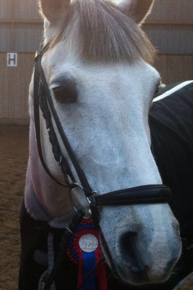 Sportsaraber (A) Miss Light billede 10