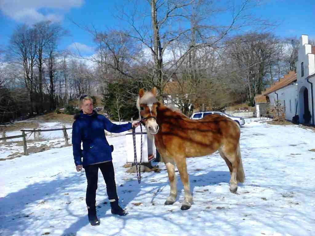 Haflinger Colibri - Min mor og stjernen! Vinter 13 billede 3