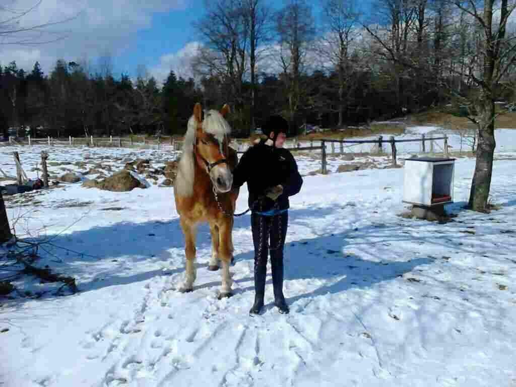 Haflinger Colibri - Tag jer ikke af mig, kig i stedet på den smukke pony! billede 4