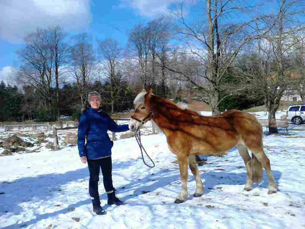 Haflinger Colibri - Vinter 13 billede 5