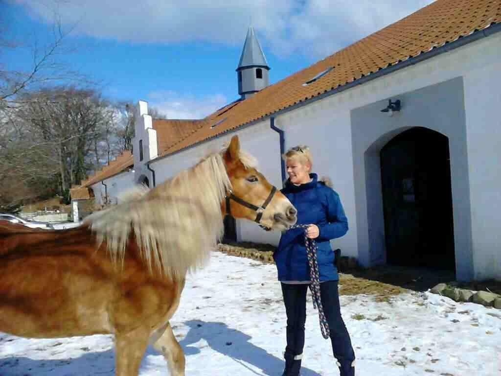 Haflinger Colibri - Vinter 13 billede 6