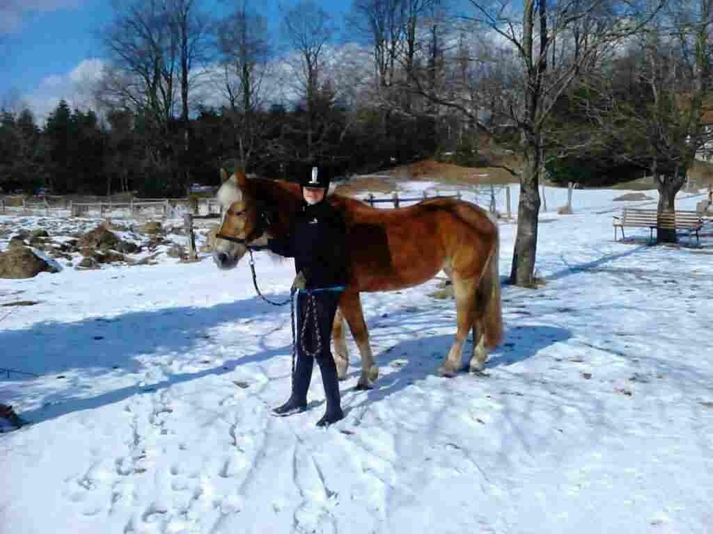 Haflinger Colibri - Vinter 13 billede 8