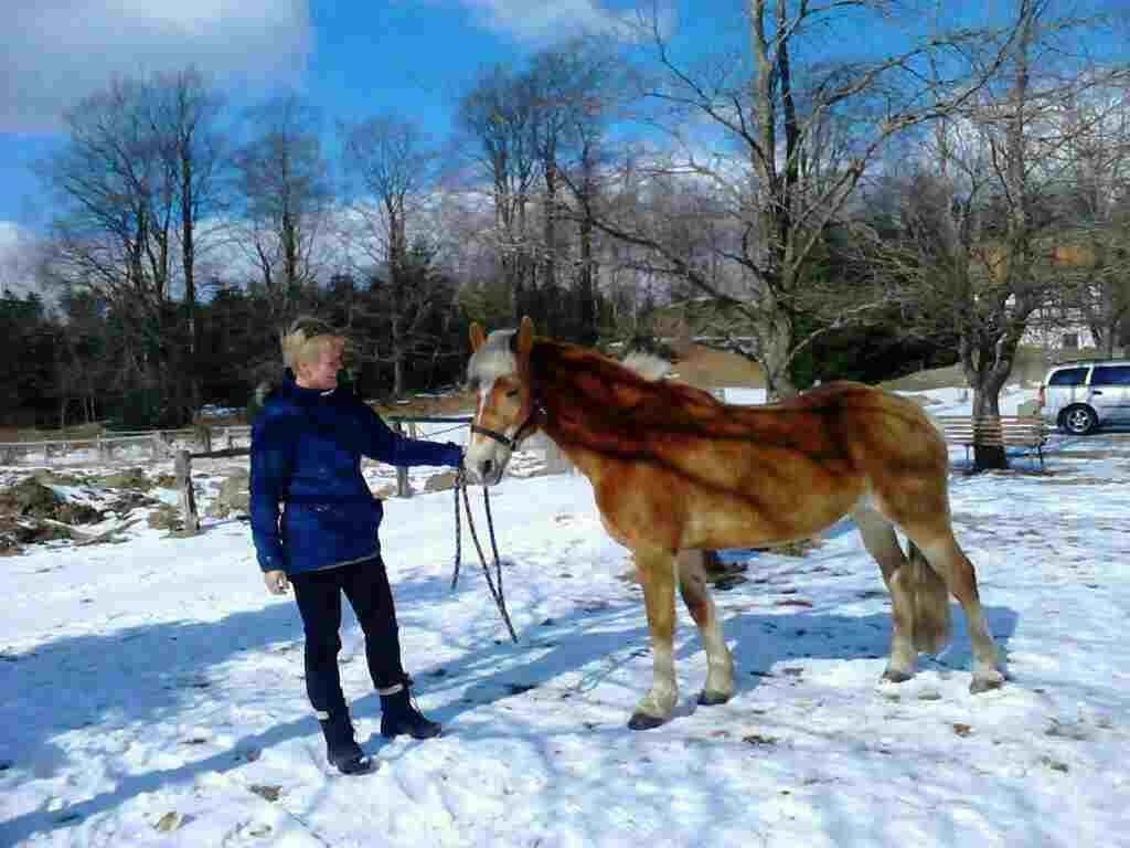Haflinger Colibri - Vinter 13 billede 9