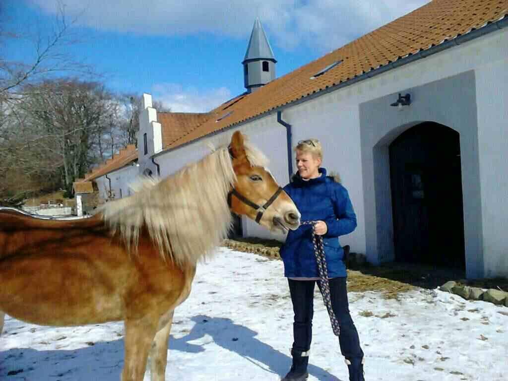 Haflinger Colibri - Vinter 13 billede 10