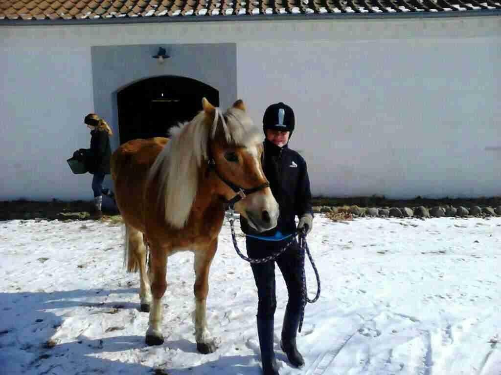 Haflinger Colibri - En dag tog jeg mig selv i at smile. Men så gik det op for mig, at det var fordi jeg tænkte på dig<3 Savner dig skat! billede 11