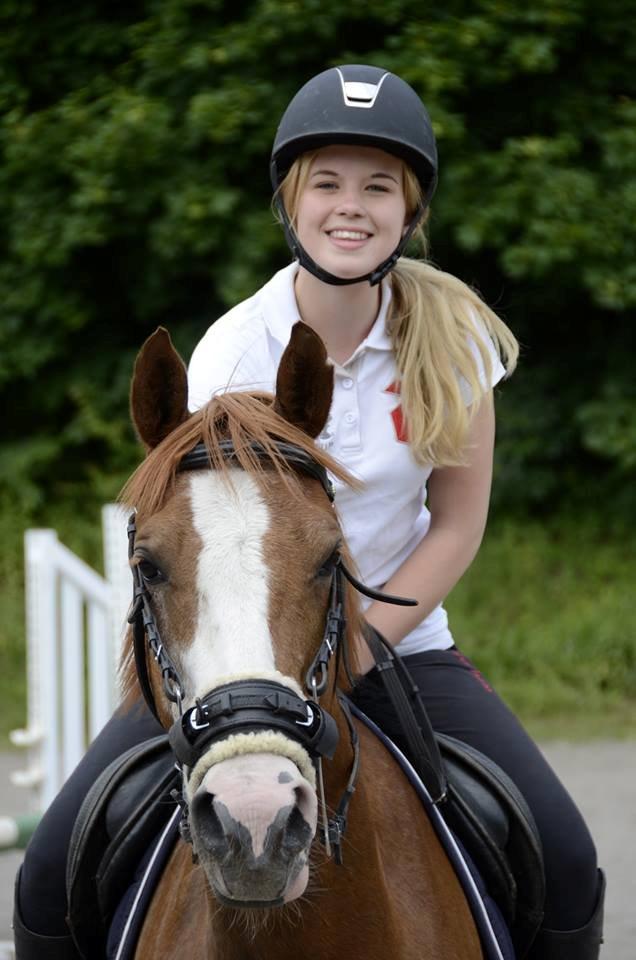 Hollandsk Sportspony Ferrari billede 14